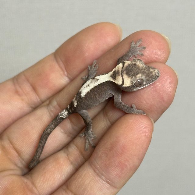 세이블