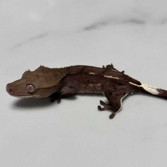 아잔틱