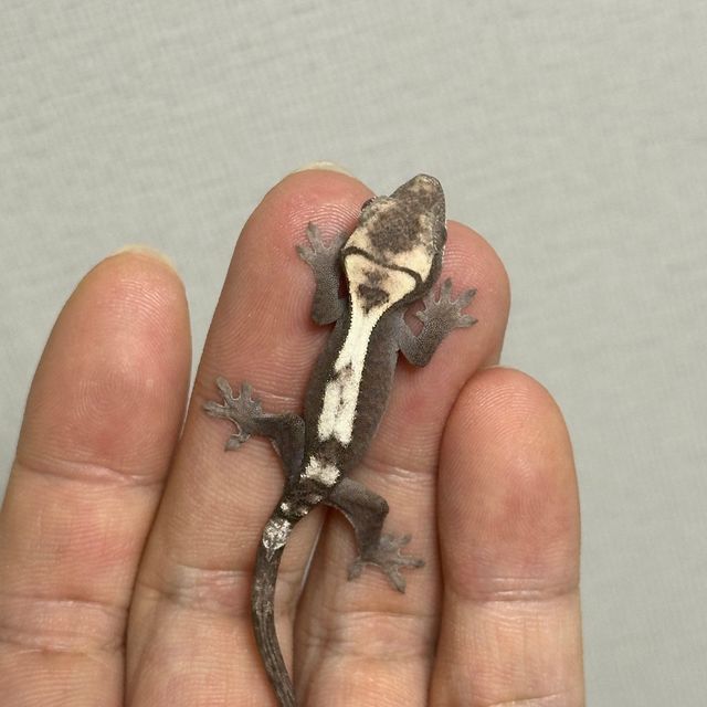 세이블