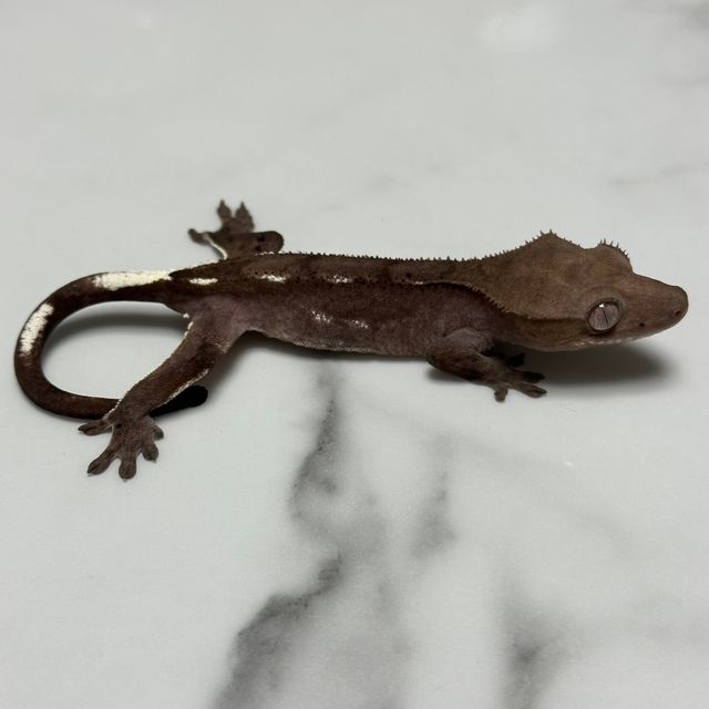 아잔틱