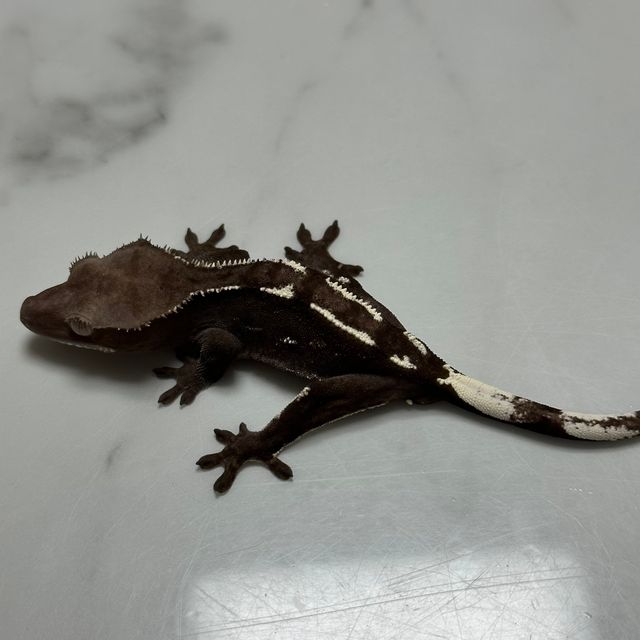 아잔틱