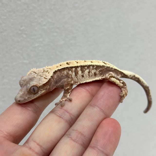세이블