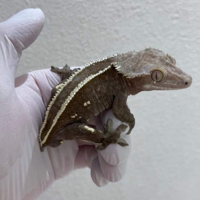 Axanthic