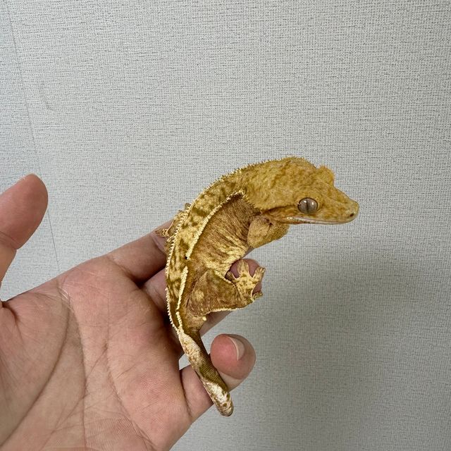100%헷아잔틱