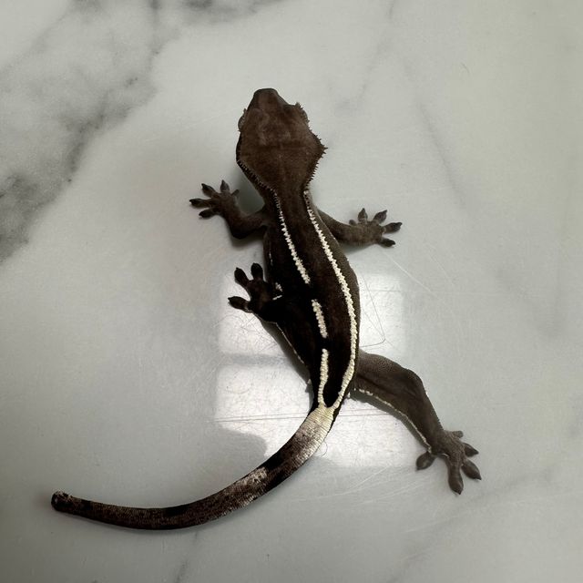 아잔틱