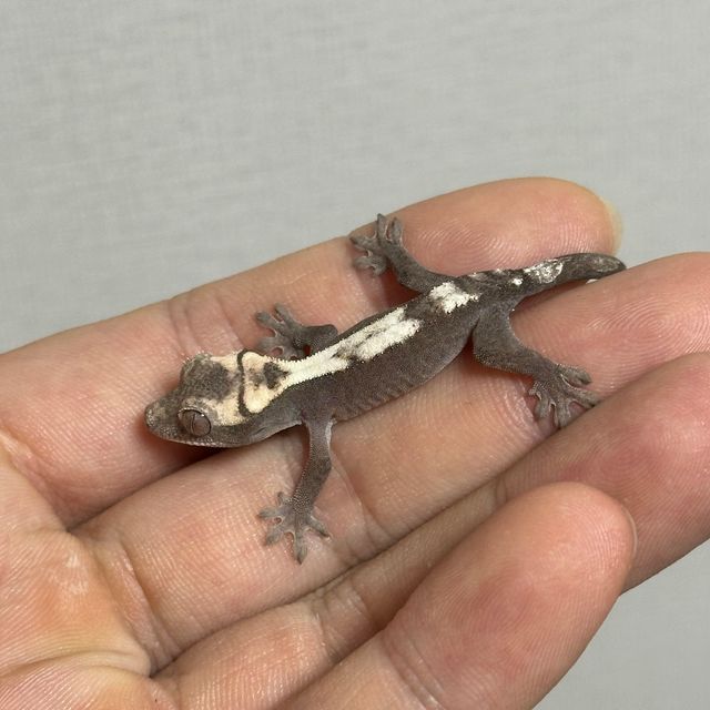 세이블