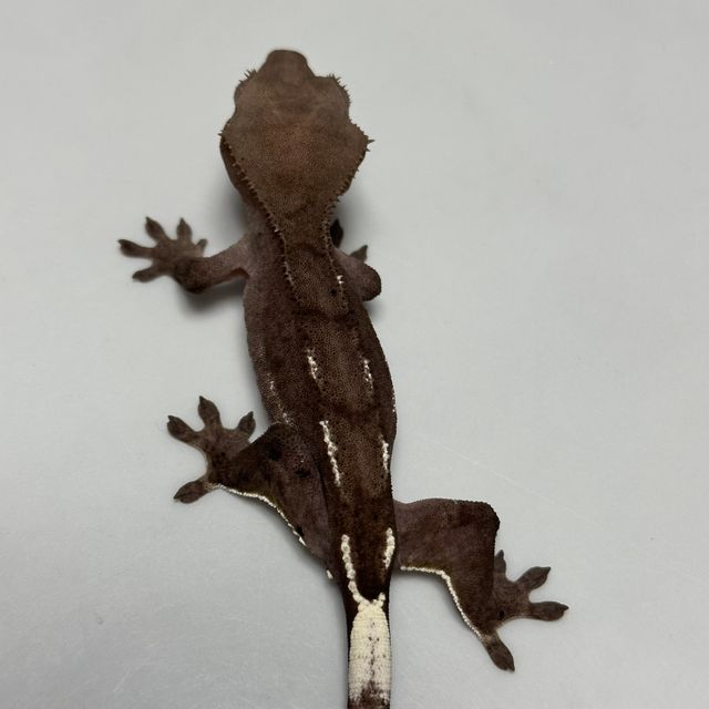 아잔틱