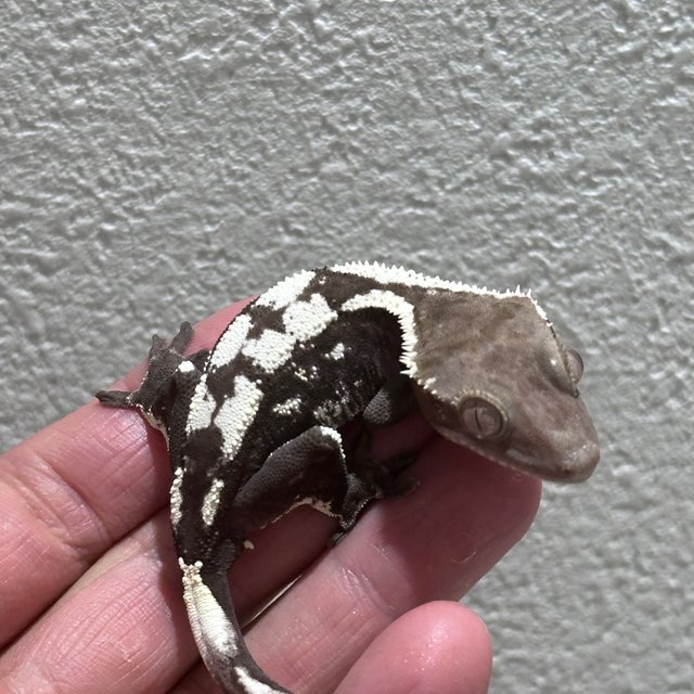 Sable Axanthic