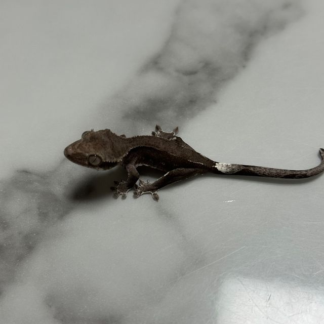 아잔틱