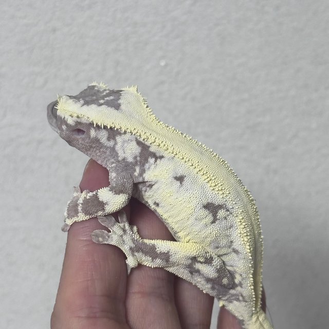 LW Sable Axanthic