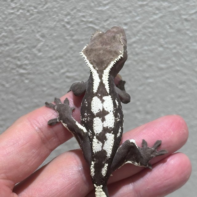 Sable Axanthic