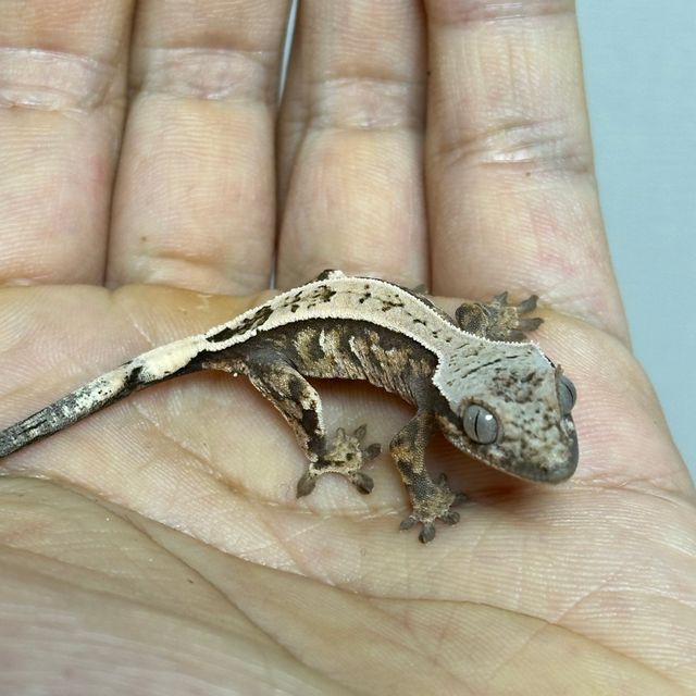 세이블