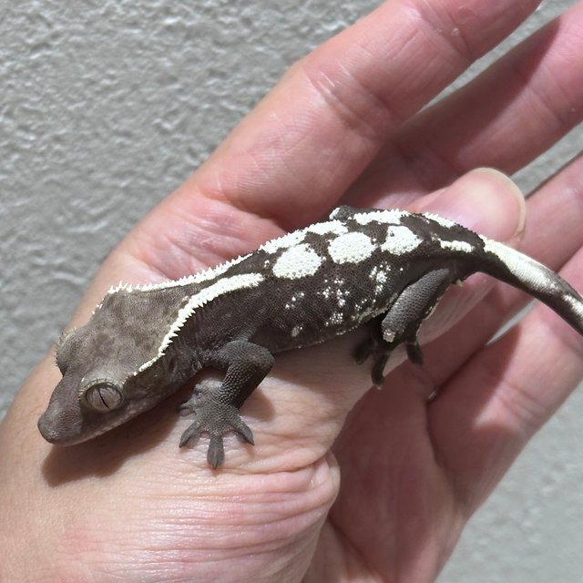 Sable Axanthic