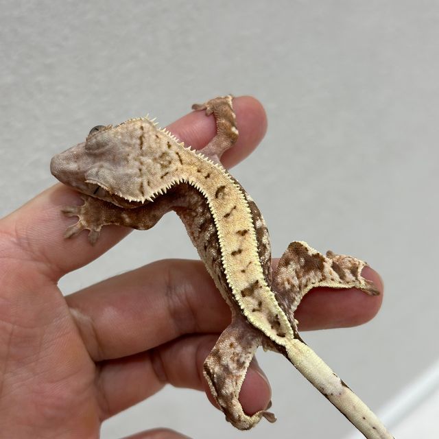 세이블