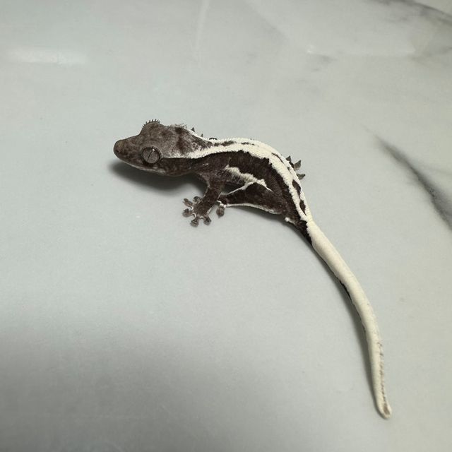 릴잔틱