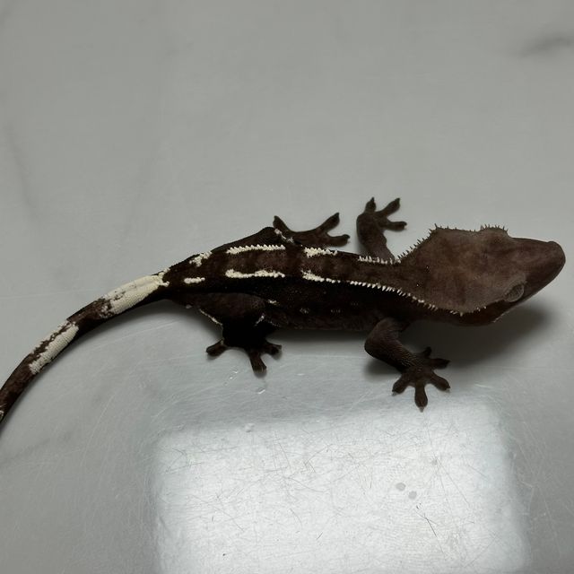 아잔틱