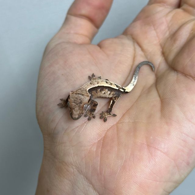 세이블
