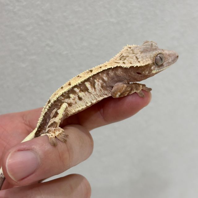 세이블