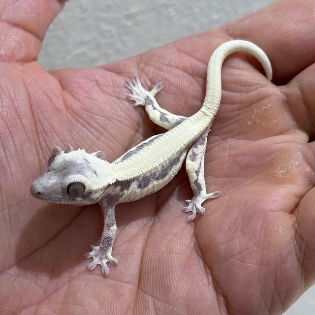 Axanthic LW Sable