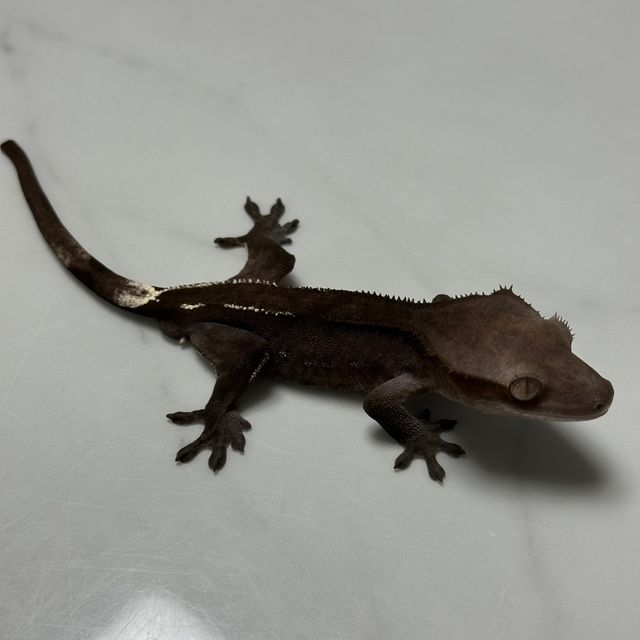 아잔틱