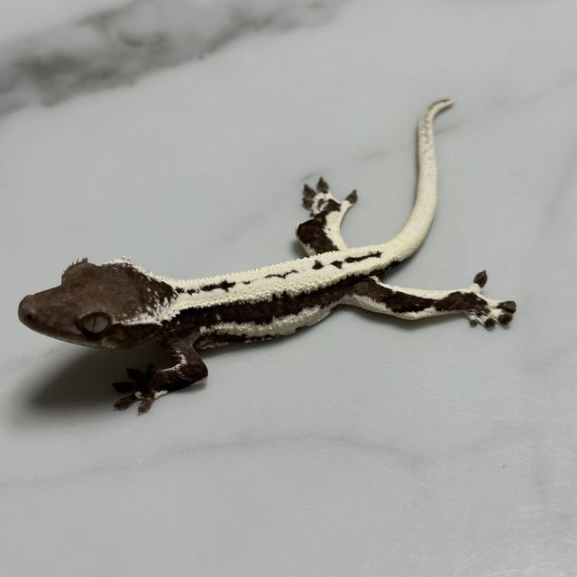 릴잔틱