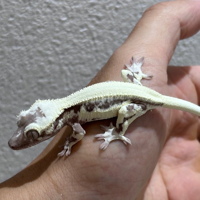 LW Sable Axanthic