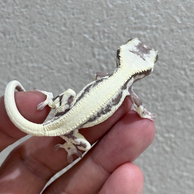 LW Sable Axanthic