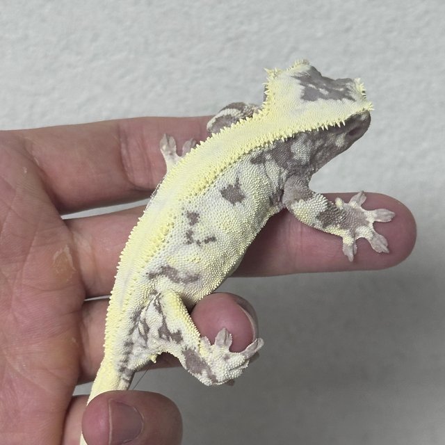 LW Sable Axanthic