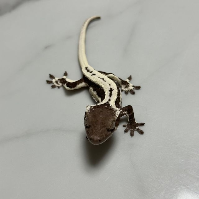 릴잔틱