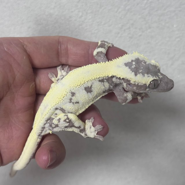 LW Sable Axanthic