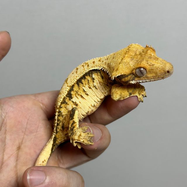 트라이