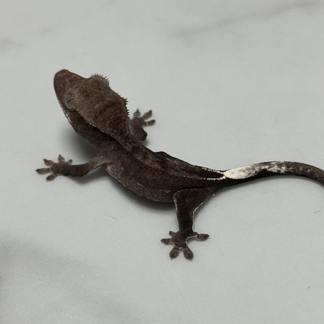 아잔틱