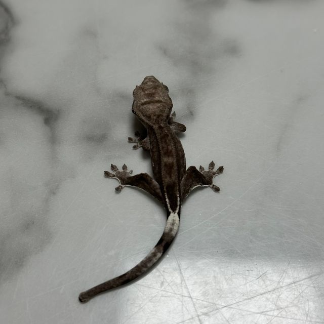 아잔틱
