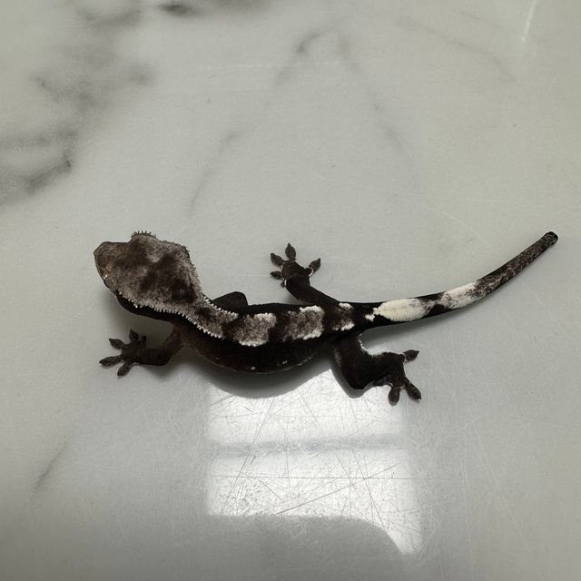 아잔틱