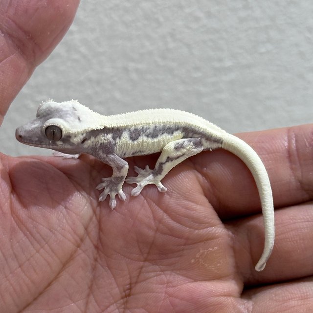 Axanthic LW Sable