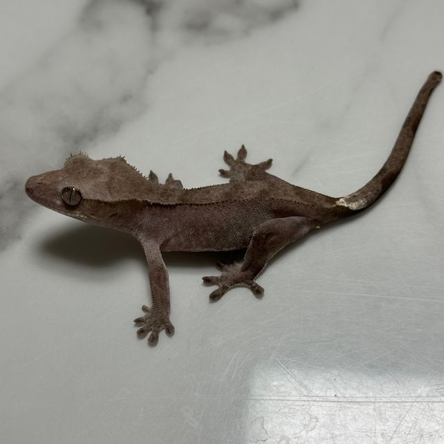 아잔틱