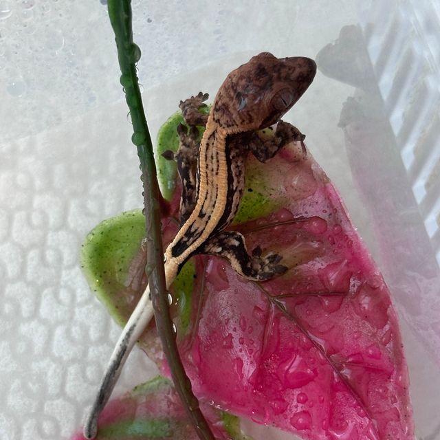 세이블