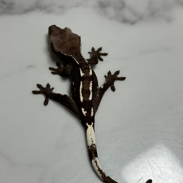 아잔틱