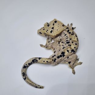 Dot