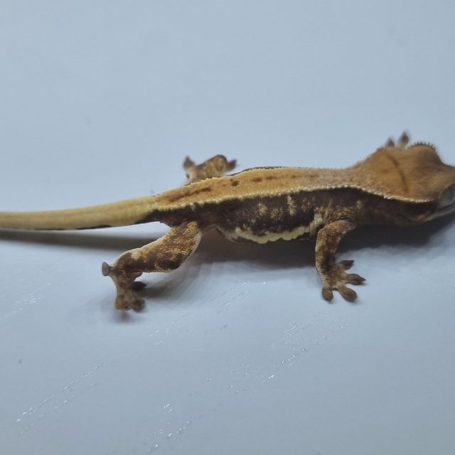 릴리화이트 트라이