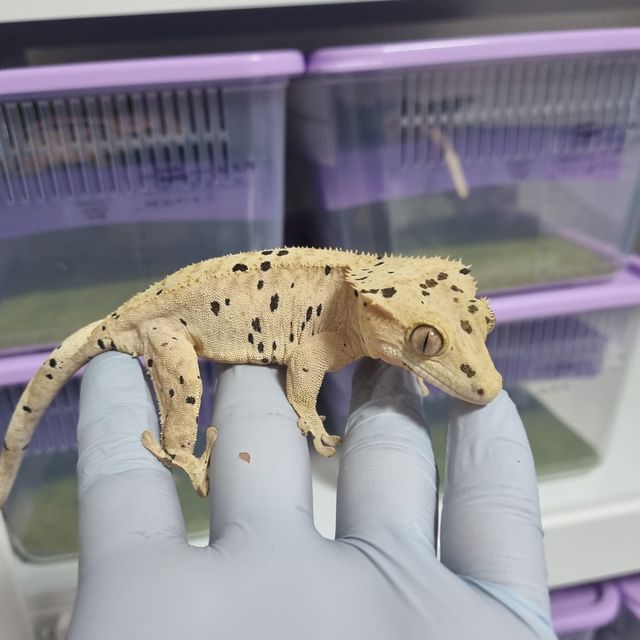 달마시안 옐로우