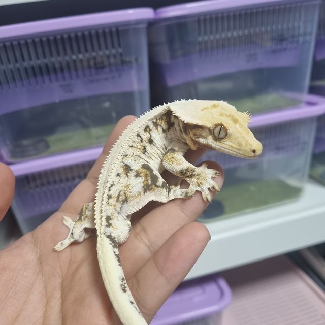 릴리화이트 트라이