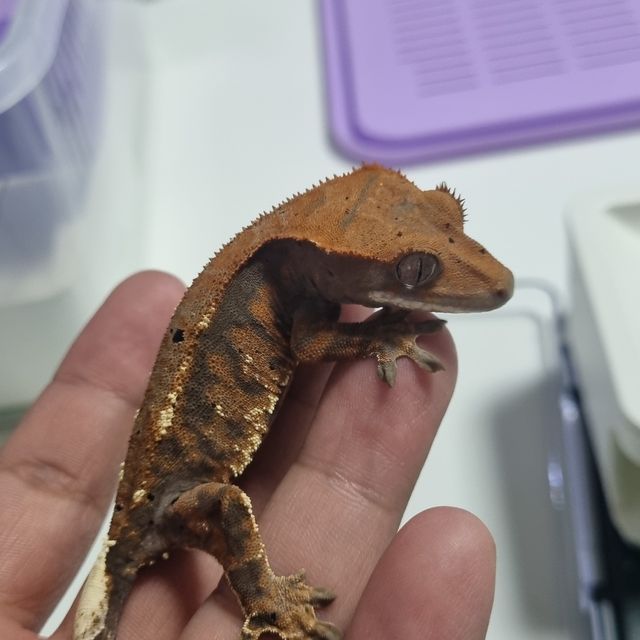 카푸치노 트라이