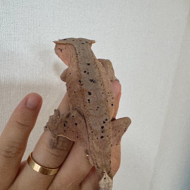 슈퍼달마시안 달마시안 레드