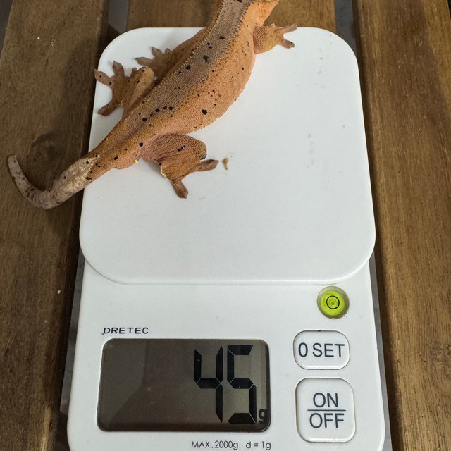 슈퍼달마시안 달마시안 레드