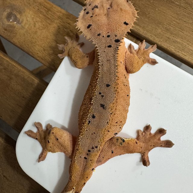 슈퍼달마시안 달마시안 레드