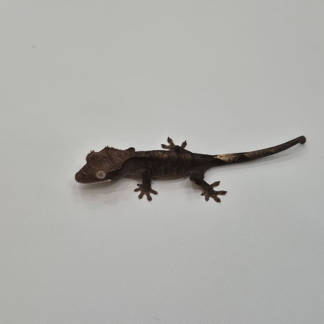블랙 챠콜