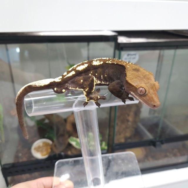 카푸치노