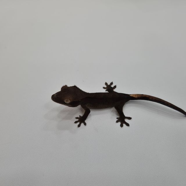챠콜 블랙