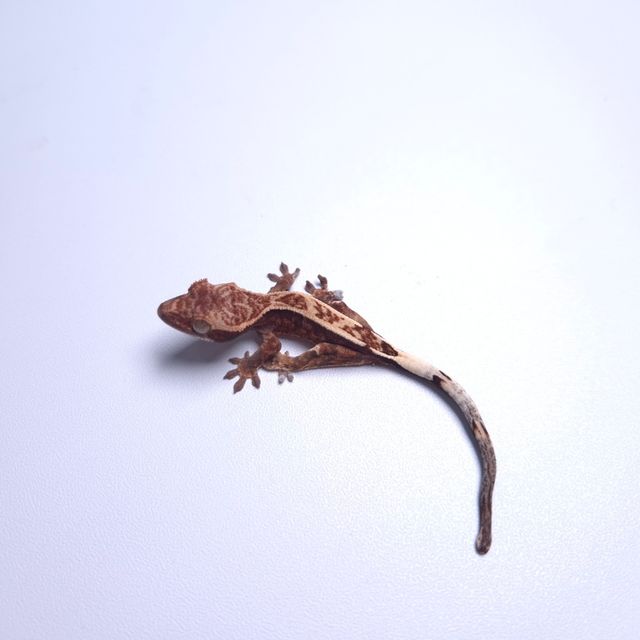 카푸치노 핀스트라이프 트라이